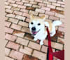 FAFA, an East Asian Village Dog tested with EmbarkVet.com