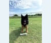 Scout, a German Shepherd Dog tested with EmbarkVet.com