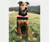 Marley, a Plott and Airedale Terrier mix tested with EmbarkVet.com