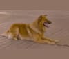 Simba, a German Shepherd Dog and Belgian Malinois mix tested with EmbarkVet.com