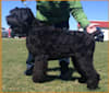 Luna, a Black Russian Terrier tested with EmbarkVet.com