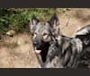 C'haërys, a German Shepherd Dog tested with EmbarkVet.com