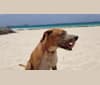 Photo of MAIA, an American Staffordshire Terrier and Brittany mix in Saint-Martin