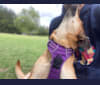 Becky, an Eastern European Village Dog tested with EmbarkVet.com