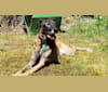 Jethro, a Belgian Malinois and American Pit Bull Terrier mix tested with EmbarkVet.com