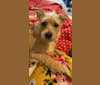 Murphy, a Chihuahua and Miniature Schnauzer mix tested with EmbarkVet.com