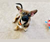 Ali'i, a Chihuahua and Shih Tzu mix tested with EmbarkVet.com