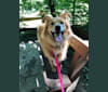 Kali, a Rottweiler and German Shepherd Dog mix tested with EmbarkVet.com