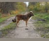 Pelle, an Eastern European Village Dog tested with EmbarkVet.com