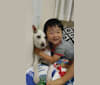 トト, a Shiba Inu and American Eskimo Dog mix tested with EmbarkVet.com
