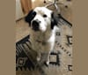 Hawkeye Ellerbach, a Great Pyrenees and Australian Cattle Dog mix tested with EmbarkVet.com