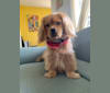 Daniel Lee, a Cocker Spaniel and Poodle (Small) mix tested with EmbarkVet.com