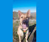 Braum, a German Shepherd Dog and Chow Chow mix tested with EmbarkVet.com