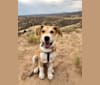 Photo of Bear, a Great Pyrenees, Australian Cattle Dog, Rottweiler, German Shepherd Dog, and Mixed mix in Parker, Colorado, USA