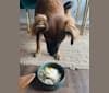 Koda, an American Pit Bull Terrier and Pomeranian mix tested with EmbarkVet.com