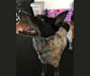 Velocity, an Australian Cattle Dog and Chesapeake Bay Retriever mix tested with EmbarkVet.com
