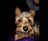 Jack, a Yorkshire Terrier tested with EmbarkVet.com