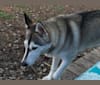 Maya, a Siberian Husky and German Shepherd Dog mix tested with EmbarkVet.com