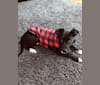Finn, an American Pit Bull Terrier and Australian Shepherd mix tested with EmbarkVet.com