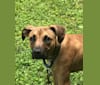 Photo of Whiskey, an American Pit Bull Terrier, Beagle, American Staffordshire Terrier, and Mixed mix in Tennessee, USA