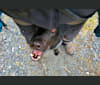 Ranger, a German Shepherd Dog and Rottweiler mix tested with EmbarkVet.com
