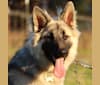 Yuno, a German Shepherd Dog tested with EmbarkVet.com