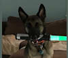 Luke, a German Shepherd Dog and Belgian Malinois mix tested with EmbarkVet.com