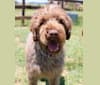 Oakley, a Wirehaired Pointing Griffon tested with EmbarkVet.com