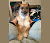 Princess Olivia Jane, a Siberian Husky and Chow Chow mix tested with EmbarkVet.com