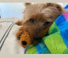 Mochi, a Yorkshire Terrier tested with EmbarkVet.com