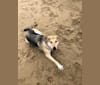 Apollo, a German Shepherd Dog and Border Collie mix tested with EmbarkVet.com