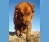 Kodiak, a Labrador Retriever and Chow Chow mix tested with EmbarkVet.com