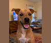 Pippa, a Doberman Pinscher and Rottweiler mix tested with EmbarkVet.com