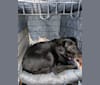 Sophie, a Labrador Retriever and Border Collie mix tested with EmbarkVet.com