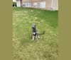PRAIRIE HIGHLAND HM GONE ROGUE (Rogue), an Irish Wolfhound tested with EmbarkVet.com