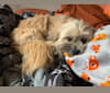 Photo of Benny, a Shih Tzu and Chihuahua mix in Mt Prospect, Illinois, USA