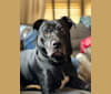 Donnie, an American Pit Bull Terrier and American Staffordshire Terrier mix tested with EmbarkVet.com
