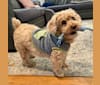 Cocomelon, a Poodle (Small) and Lhasa Apso mix tested with EmbarkVet.com