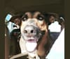 Woody, a German Shepherd Dog and Doberman Pinscher mix tested with EmbarkVet.com