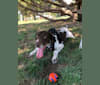 Moose, a German Shorthaired Pointer tested with EmbarkVet.com