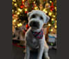 Photo of Bo Peep, a Soft Coated Wheaten Terrier  in Missouri, USA