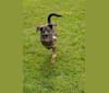 Photo of Tank, a Beagle, Labrador Retriever, German Shepherd Dog, and Mixed mix in Elkton, Virginia, USA