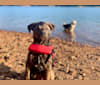Denver, a Rottweiler and Alaskan Malamute mix tested with EmbarkVet.com