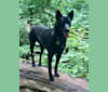 Nyx, a Formosan Mountain Dog tested with EmbarkVet.com