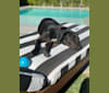 Levi, a Labrador Retriever and German Shepherd Dog mix tested with EmbarkVet.com
