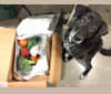 Soya, a Labrador Retriever and Chow Chow mix tested with EmbarkVet.com