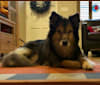 Jake, an Australian Shepherd and German Shepherd Dog mix tested with EmbarkVet.com
