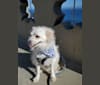 Photo of Serafin, a Chihuahua, Maltese, Lhasa Apso, Poodle (Small), and Mixed mix in Monrovia, California, USA