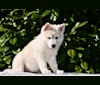 Astraea, a Siberian Husky and German Shepherd Dog mix tested with EmbarkVet.com