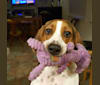 Angel, a Treeing Walker Coonhound tested with EmbarkVet.com